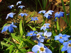 なんだけなんか韮っぽい匂いがする花