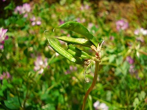 レンゲ草　マメ