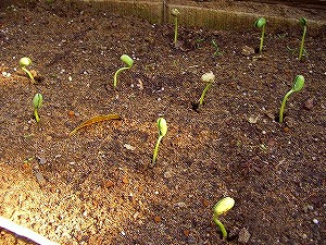 枝豆 （ダイズ）　発芽 にょきにょき