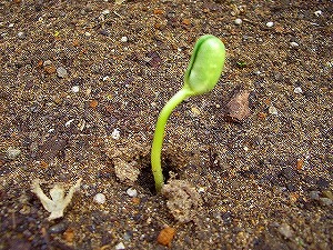 枝豆 （ダイズ）　発芽　よく寝た～