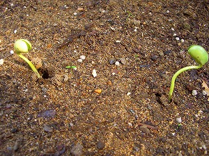 枝豆 （ダイズ）　発芽　バトル