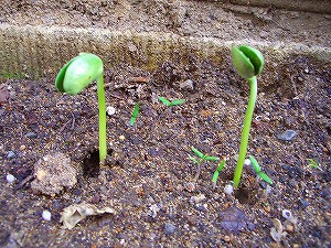 枝豆 （ダイズ）　発芽　意味深