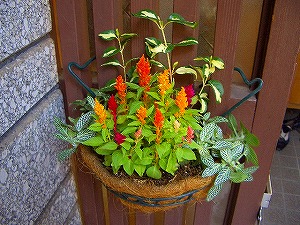 夏の寄せ植え　ハンギング