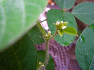 枝豆　（大豆）の花