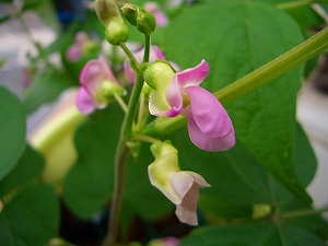 インゲンの花　可憐