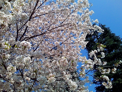 青空と桜